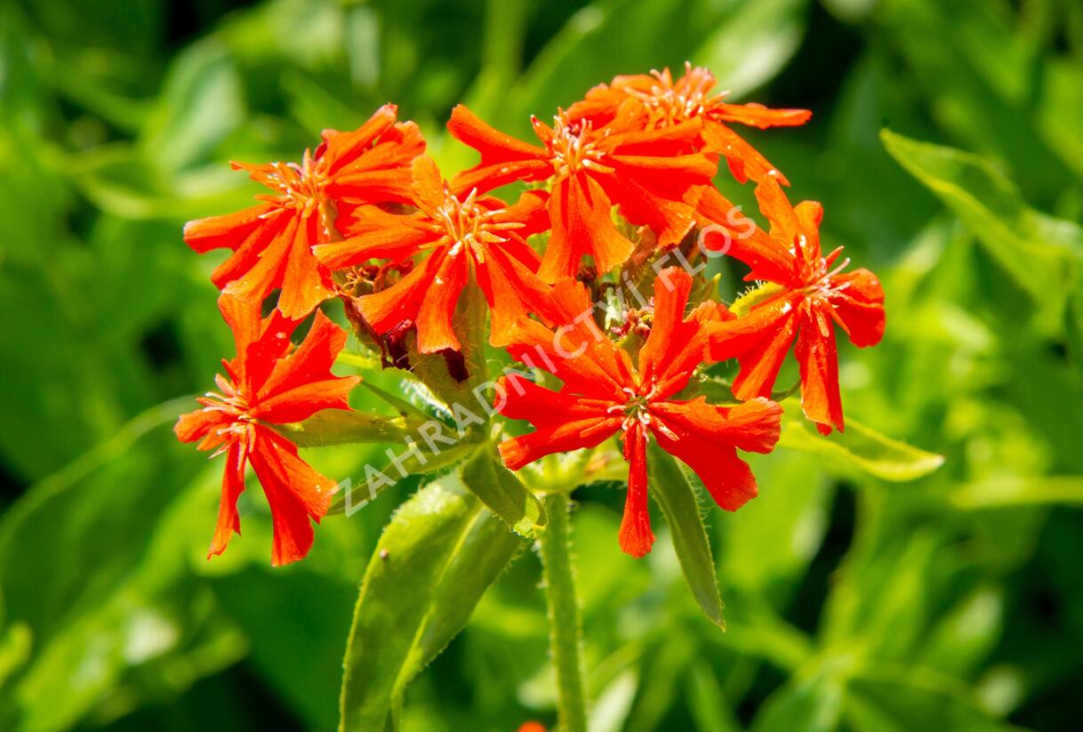 Kohoutek chalcedonský - Lychnis chalcedonica