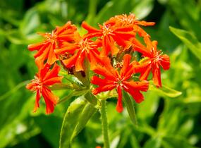 Kohoutek chalcedonský - Lychnis chalcedonica
