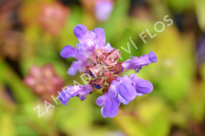 Černohlávek velkokvětý - Prunella grandiflora