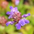 Černohlávek velkokvětý - Prunella grandiflora