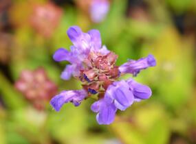 Černohlávek velkokvětý - Prunella grandiflora