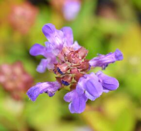 Černohlávek velkokvětý - Prunella grandiflora