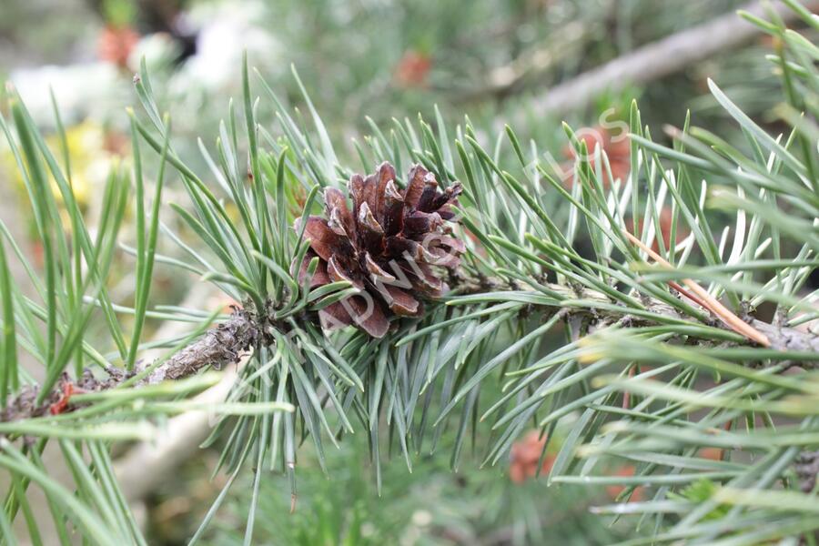 Borovice pokroucená - Pinus contorta