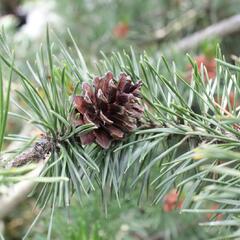 Borovice pokroucená - Pinus contorta