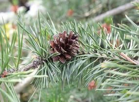 Borovice pokroucená - Pinus contorta
