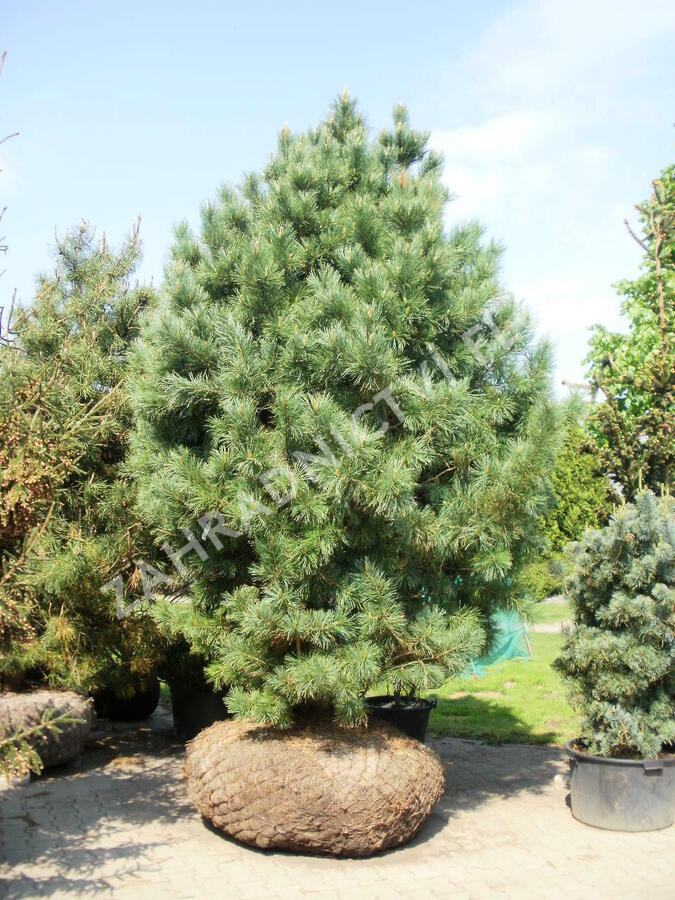 Borovice limba - Pinus cembra