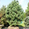 borovice limba - Pinus cembra