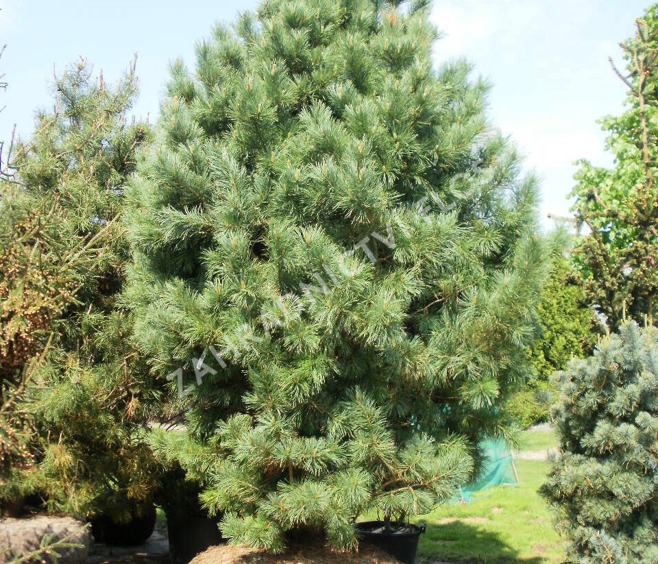 Borovice limba - Pinus cembra