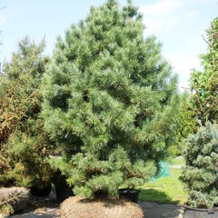 Borovice limba - Pinus cembra