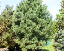 Borovice limba