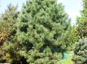 Borovice limba - Pinus cembra