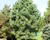 Borovice limba