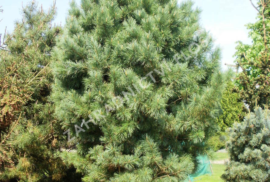 Borovice limba - Pinus cembra