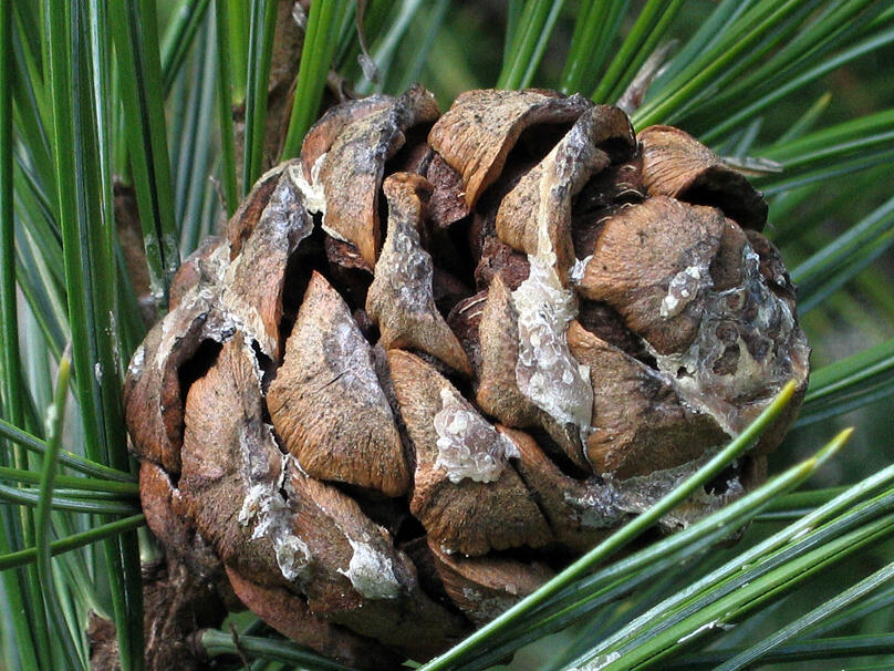 Borovice limba - Pinus cembra