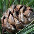 Borovice limba - Pinus cembra