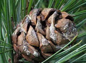 Borovice limba - Pinus cembra