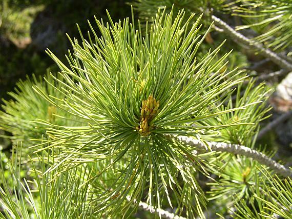 Borovice limba - Pinus cembra