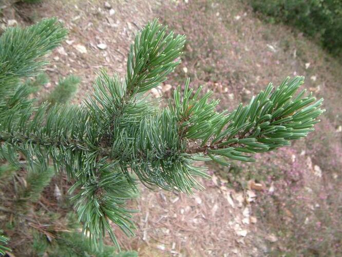 Borovice osinatá - Pinus aristata