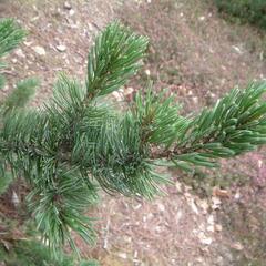 Borovice osinatá - Pinus aristata