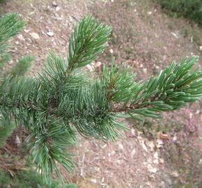 Borovice osinatá - Pinus aristata