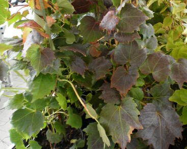 Přísavník trojcípý 'Veitchii Robusta'