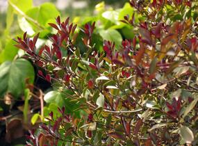Vonokvětka různolistá 'Purpureus' - Osmanthus heterophyllus 'Purpureus'