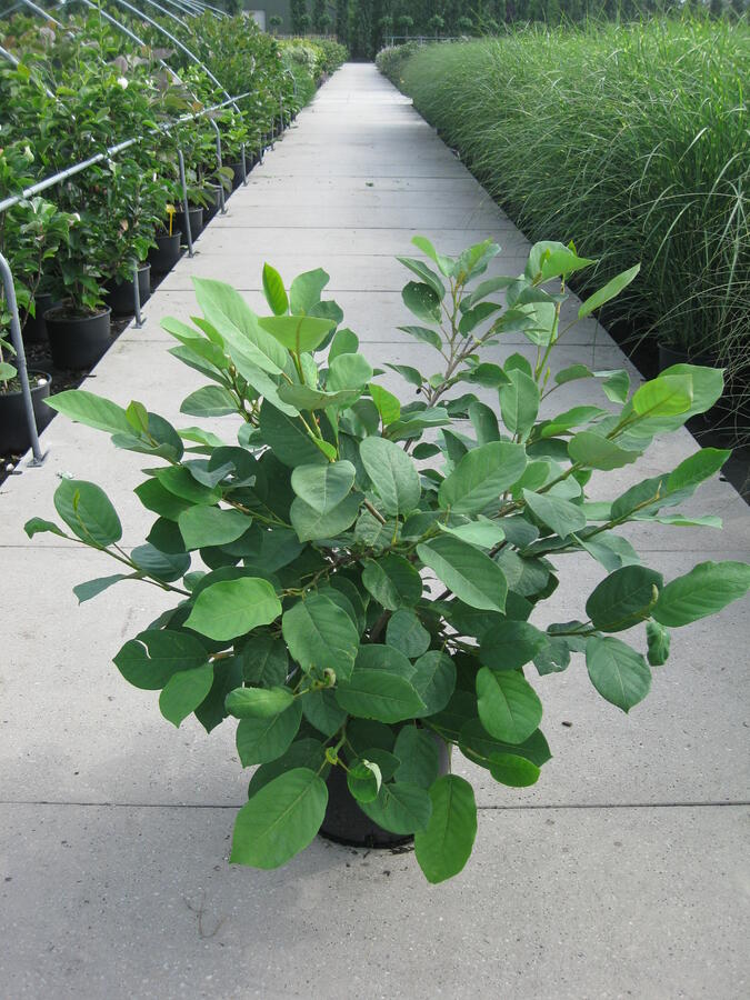Šácholan - Magnolia sieboldii