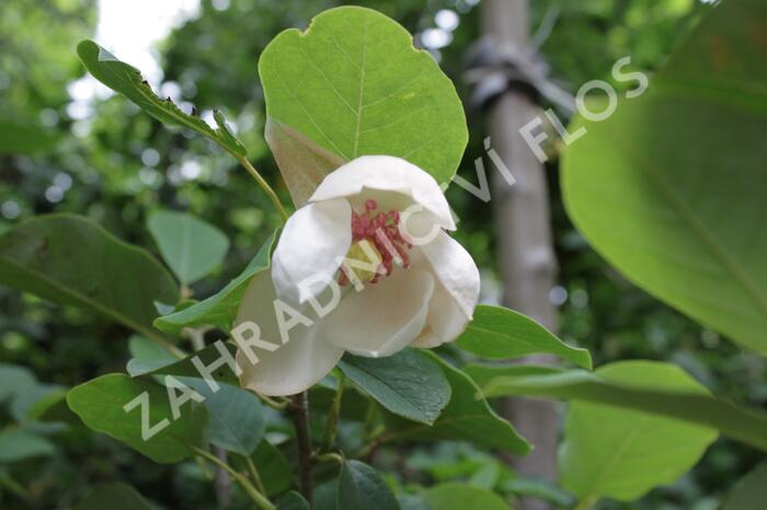 Šácholan - Magnolia sieboldii