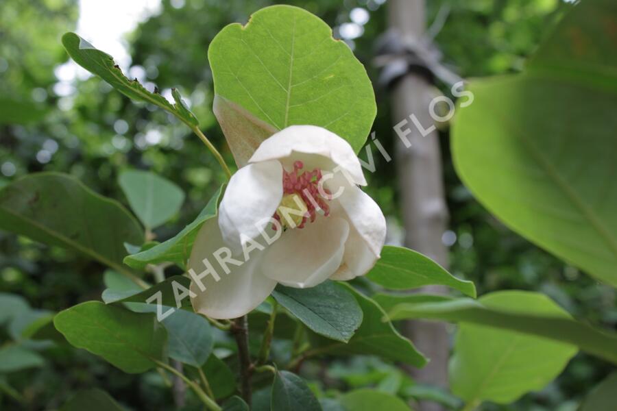 Šácholan - Magnolia sieboldii
