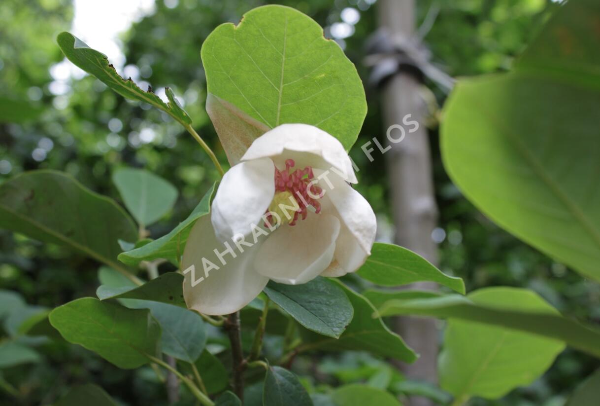 Šácholan - Magnolia sieboldii