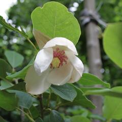 Šácholan - Magnolia sieboldii