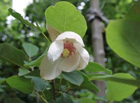 Šácholan - Magnolia sieboldii