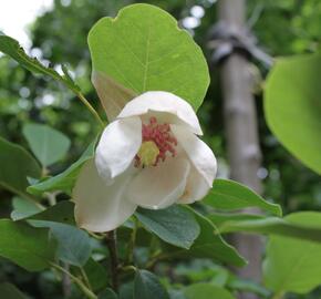 Šácholan - Magnolia sieboldii