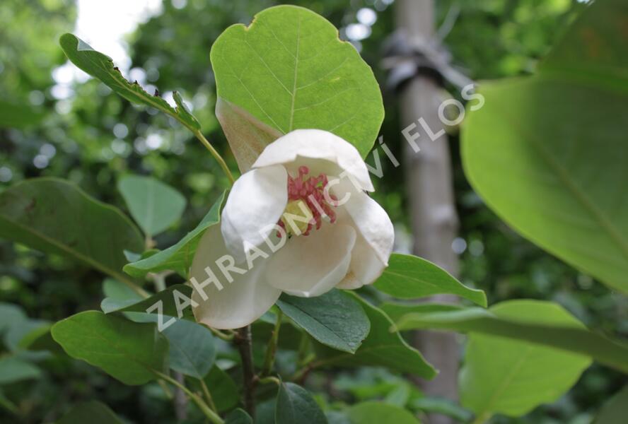 Šácholan - Magnolia sieboldii