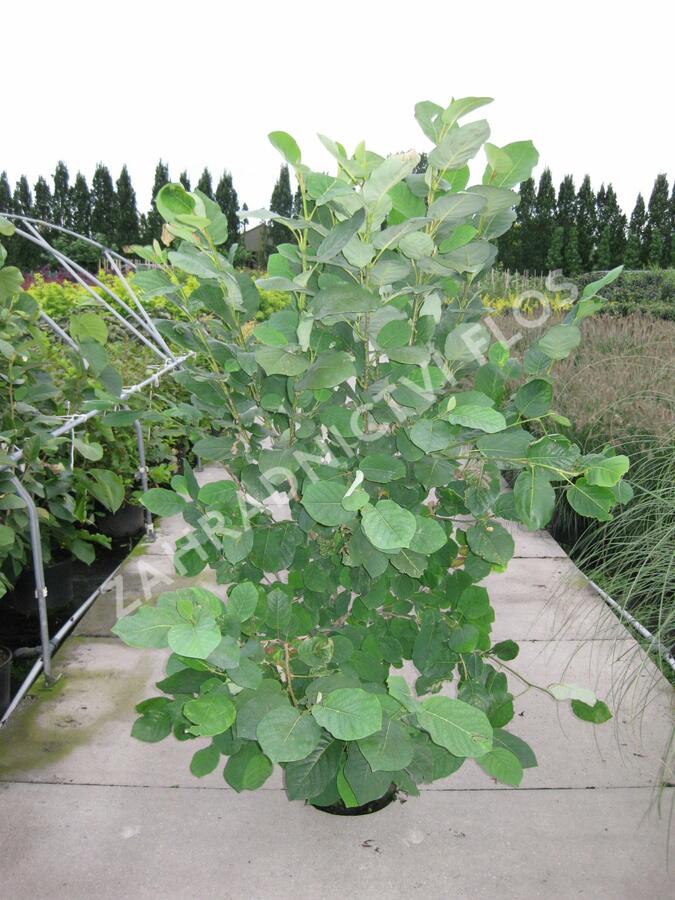 Šácholan - Magnolia sieboldii