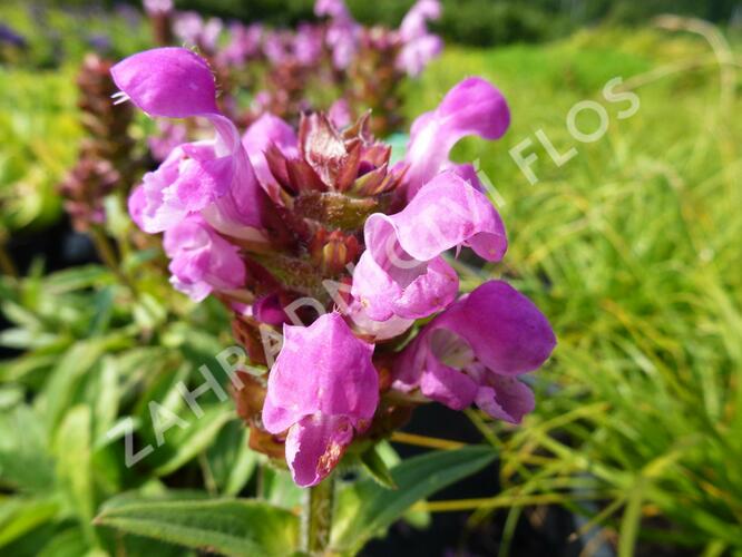 Černohlávek velkokvětý 'Rubra' - Prunella grandiflora 'Rubra'