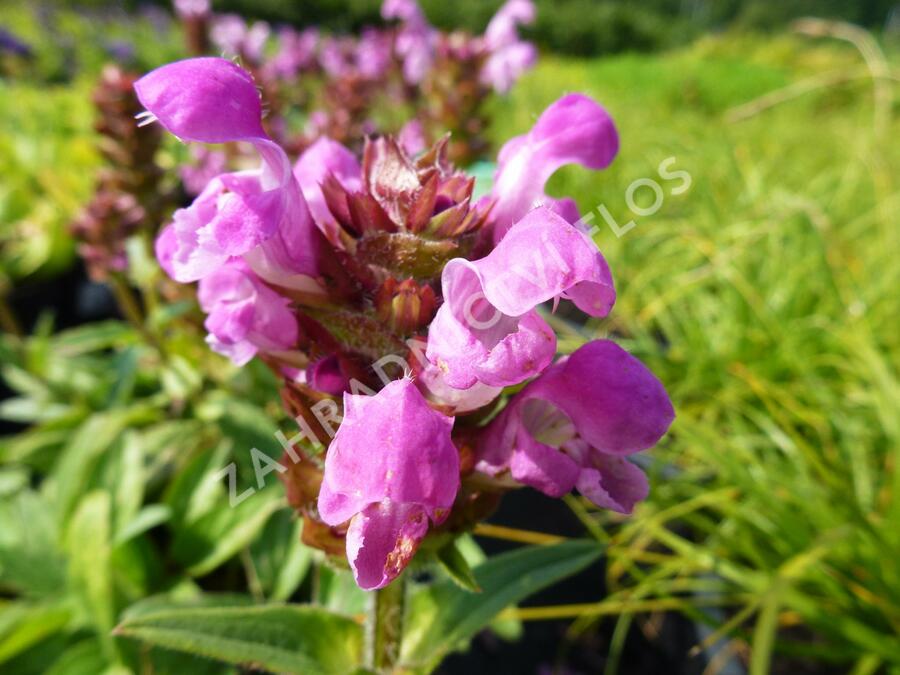 Černohlávek velkokvětý 'Rubra' - Prunella grandiflora 'Rubra'