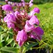 Černohlávek velkokvětý 'Rubra' - Prunella grandiflora 'Rubra'