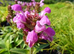 Černohlávek velkokvětý 'Rubra' - Prunella grandiflora 'Rubra'