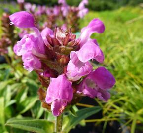 Černohlávek velkokvětý 'Rubra' - Prunella grandiflora 'Rubra'