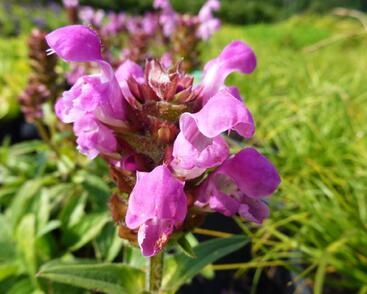 Černohlávek velkokvětý 'Rubra'