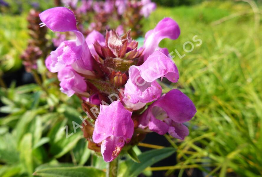 Černohlávek velkokvětý 'Rubra' - Prunella grandiflora 'Rubra'
