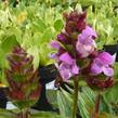 Černohlávek velkokvětý 'Rubra' - Prunella grandiflora 'Rubra'