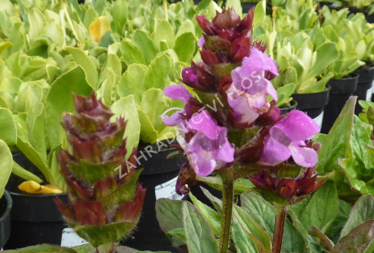 Černohlávek velkokvětý 'Rubra' - Prunella grandiflora 'Rubra'