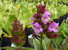 Černohlávek velkokvětý 'Rubra' - Prunella grandiflora 'Rubra'