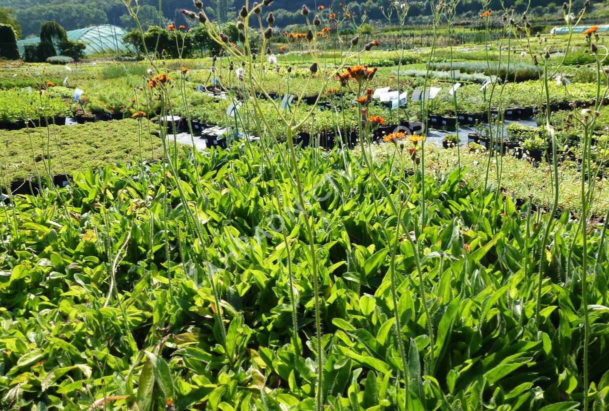 Jestřábník oranžový - Hieracium aurantiacum