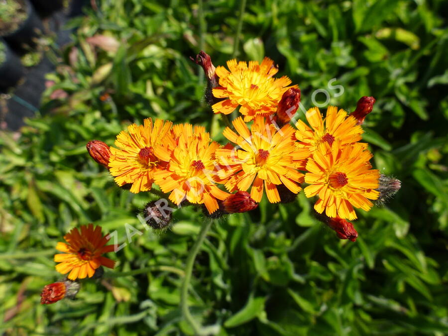 Jestřábník oranžový - Hieracium aurantiacum