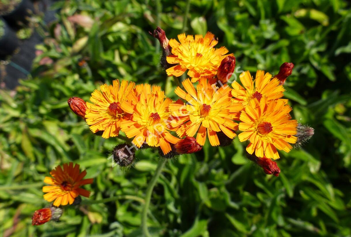 Jestřábník oranžový - Hieracium aurantiacum