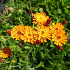 Jestřábník oranžový - Hieracium aurantiacum