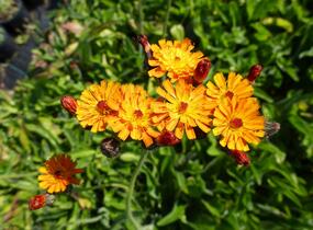 Jestřábník oranžový - Hieracium aurantiacum